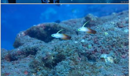 海洋世界视频,海洋世界视频深度解析